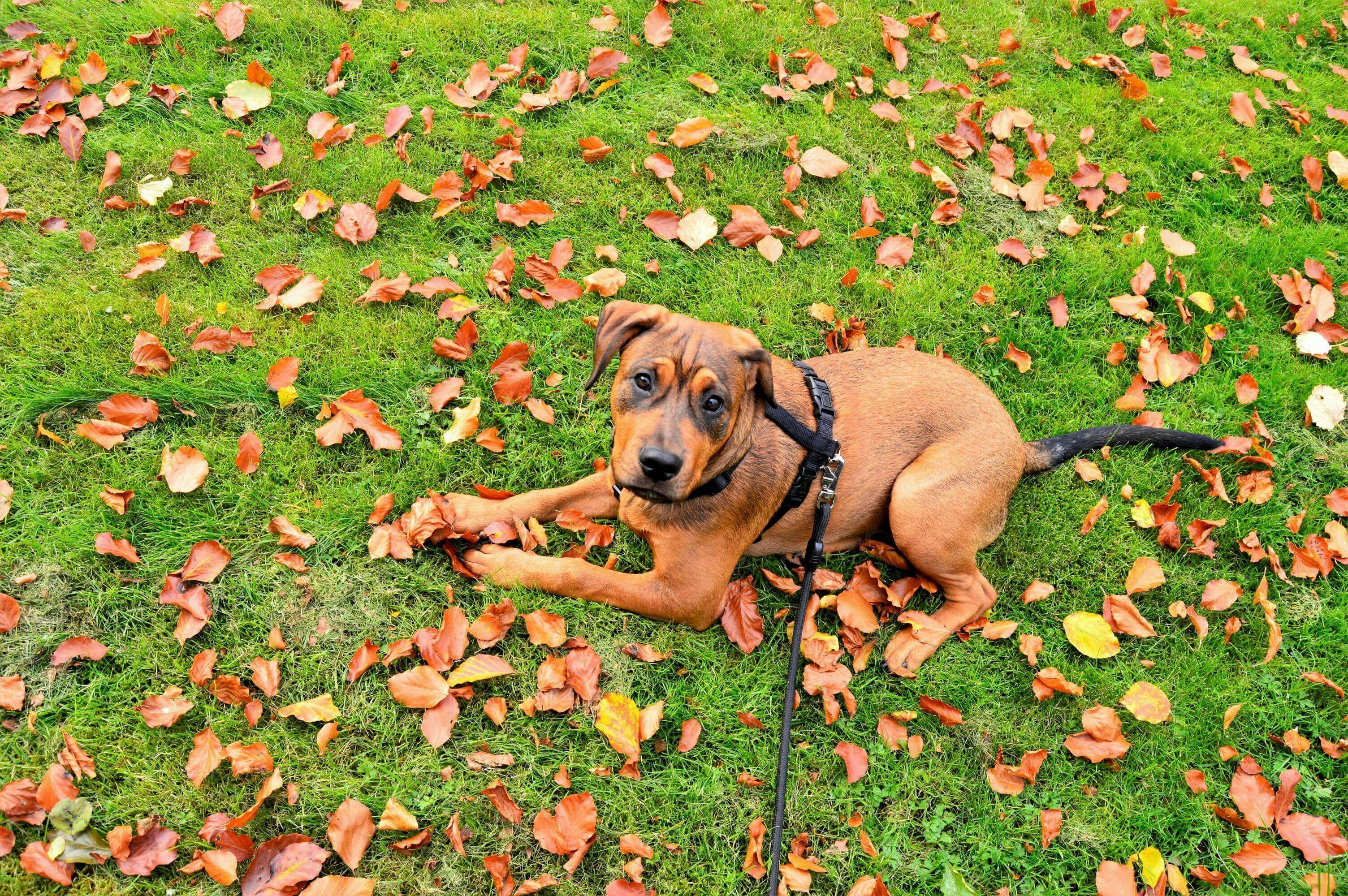 {{AREA_NAME}} pets and walks